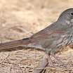 Fox Sparrow